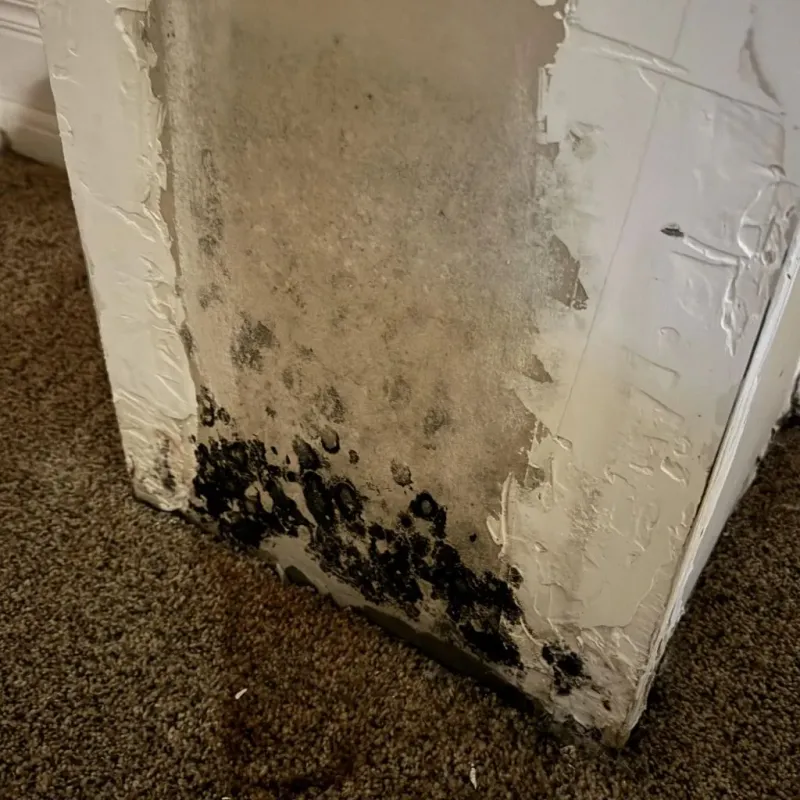 Professional Mold Removal in Cherryfield, ME